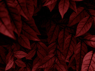 Fototapeta premium Beautiful abstract color pink and red flowers on dark background and light black flower frame and red leaves texture, red background, red banner happy valentine
