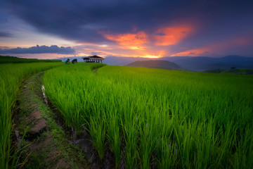 Fototapeta na wymiar Chiang Mai rice terrace field in Ban Pa Bong Piang village