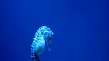 seahorse, swim in the sea