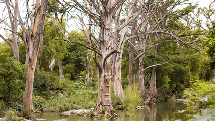 Tree in the middle of a river