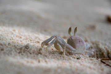 white crab on white sand beach