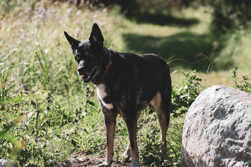 German Shepherd Siberian Husky on a hiking trail in Duck Mountain Provincial Park, Manitoba, Canada