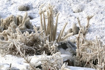 Frozen plants coated with ice