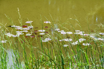 Tall grass on a lake with water lily leaves