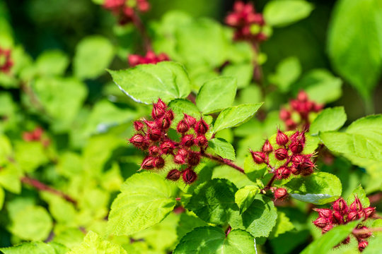 Japanese wineberry (Rubus phoenicolasius) growing in spring