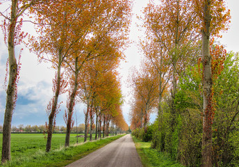 Obraz premium Herbstzeit, man sieht es an den Bäumen dieser schönen Allee.
