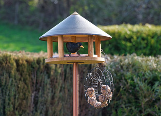 Neugierige Amsel in der Futterstelle. 