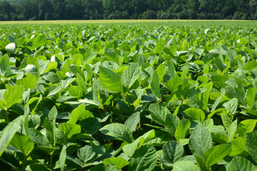 The field grows soy