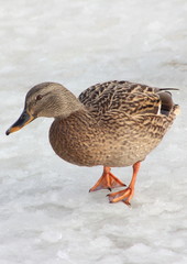 Duck brown on white background, thick well-fed waterfowl