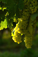 white bunches of grapes on vineyards in Chianti region. Tuscany, Italy.