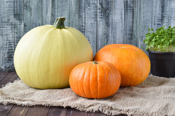 Three ripe pumpkins on a white background