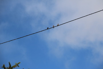 Hirondelles  © BENOIT