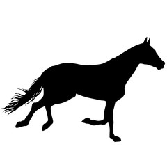Silhouette of black mustang horse on white background