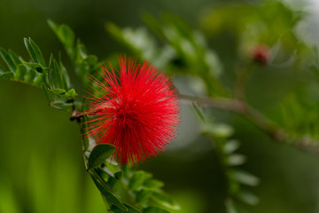 Red mimosa on a green leafy background