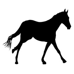 Silhouette of black mustang horse on white background