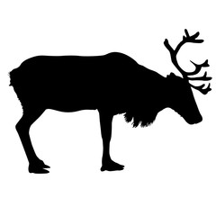 Silhouette deer with great antler on white background