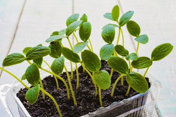 sprouts and seedlings of cucumbers at home