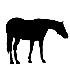silhouette of black mustang horse vector illustration