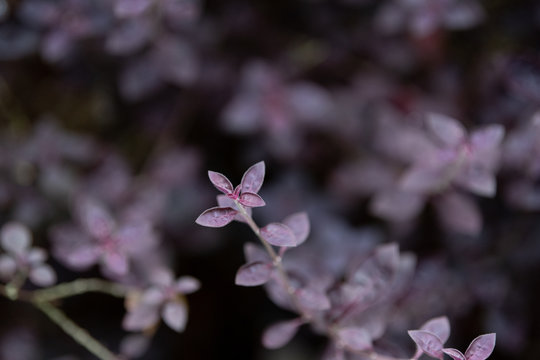 Pastel Purple Wallpaper With Flowers