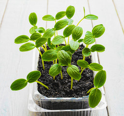 sprouts and seedlings of cucumbers at home