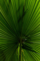 tropical palm leaf background