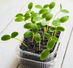 sprouts and seedlings of cucumbers at home