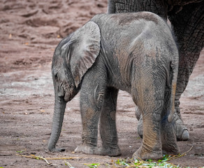 Elefantenkalb, Afrikanischer Elefant