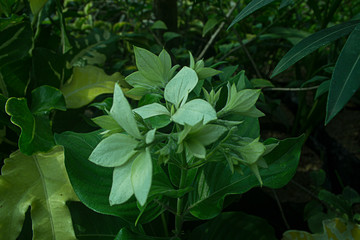 Fototapeta premium Mussaenda flowers, fresh flowers and tropical beauty