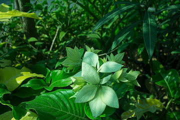 Mussaenda flowers, fresh flowers and tropical beauty