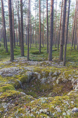 Beautiful pine forest in the light of the sun