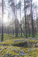 Fototapeta premium Beautiful pine forest in the light of the sun