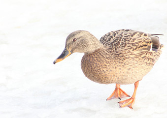 Duck brown on white background, thick well-fed waterfowl