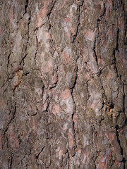 The bark of pine tree, background.