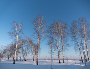Winter birch forest in the sunlight against the blue sky