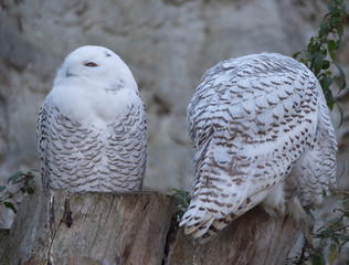 Snowy owl (Bubo scandiacus or Nyctea scandiaca) sitting on a stick