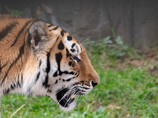 Close up of a predatory amur tiger's face
