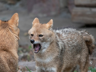 Golden jackal in nature tracks down prey, portrait