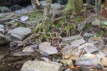 tree roots among rocks along high falls trail in the talladega national forest, alabama, usa
