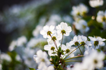 Spring time tree, white flowers on the branch, cherry tree blossoming time