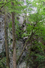 trees next to rock wall along high falls trail in the talladega national forest, alabama, usa