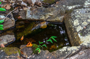 water in a rock depression along high falls trail in the talladega national forest, alabama, usa