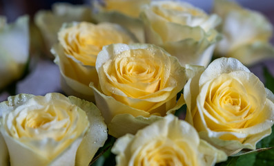 Bouquet of yellow roses, close-up