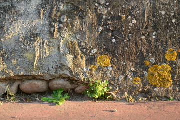plante urbaine , bitume, mur vieilli et moisi 