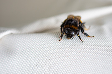 Bumblebee looking at the camera