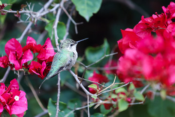 Resting hummingbird on bougainvillea