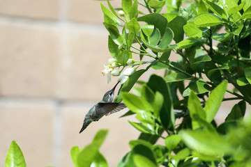 hovering hummingbird  collecting nectar from flowers
