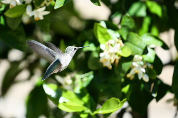 hovering hummingbird  collecting nectar from flowers