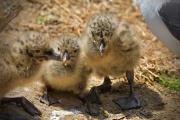 ウミネコのヒナ