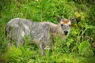 斜面に佇むニホンカモシカ（青森県）