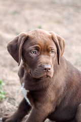 Chocolate Labrador retriever mix  puppy with a sad face